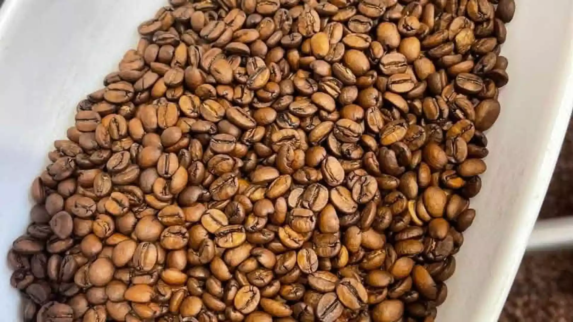 Le Brazil Black Diamond fait son retour chez les cafés Di Santo